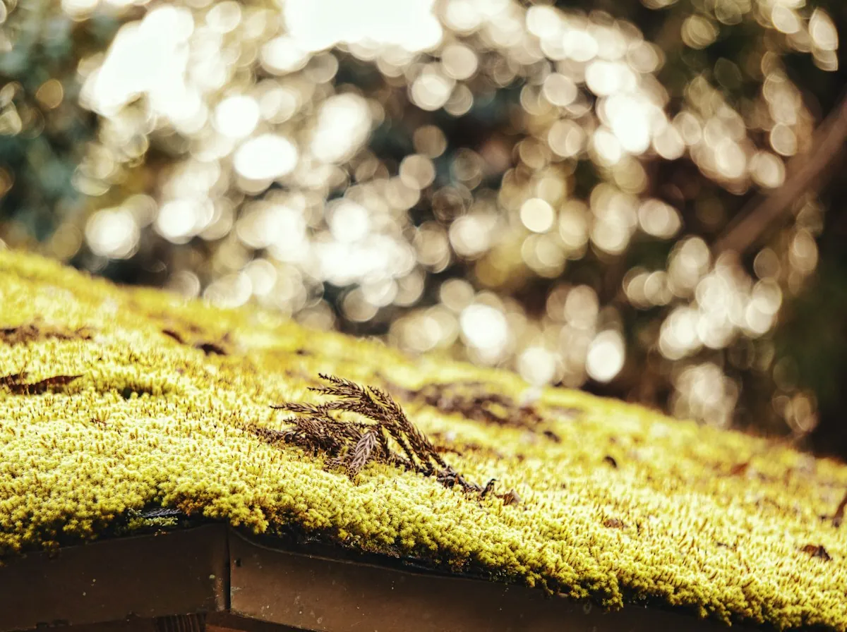 Roof Repair in Lawndale — moss and debris on a shingle roof in close-up